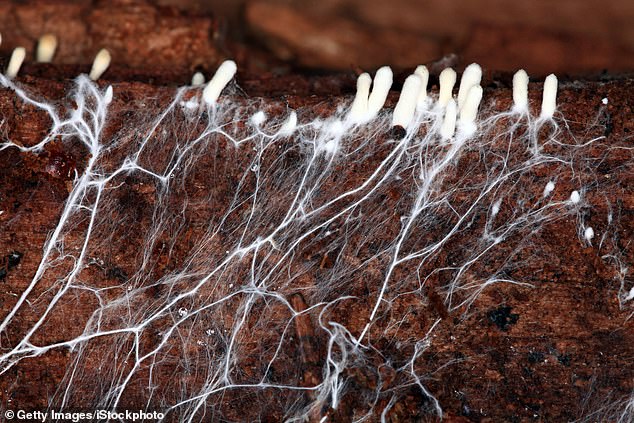 Researchers from Cornell University have created a system which uses a mushroom's mycelium (pictured) to control a walking robot