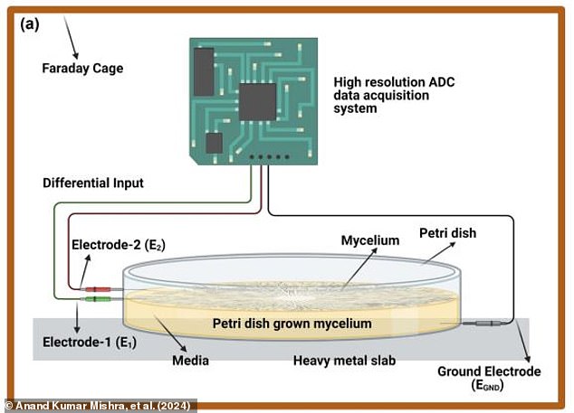 The raw signals from the mycelium (illustrated) are processed to find the natural rhythmic spikes, these are then converted into a control signal for the robot