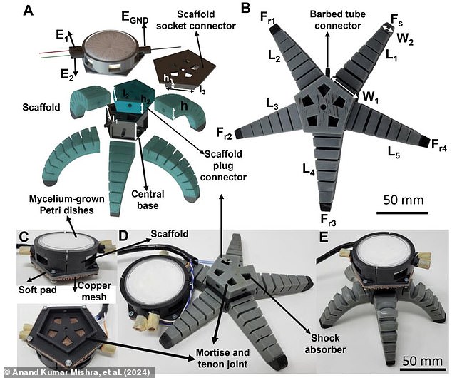 A specialised housing containing a mycelium sample is built into a soft robot to act as the walking device's brain