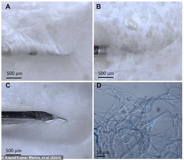 Mycelium is able to produce natural electrical signals and respond to stimuli in its surroundings, the researchers recorded these signals by growing mycelia around electrodes (pictured)