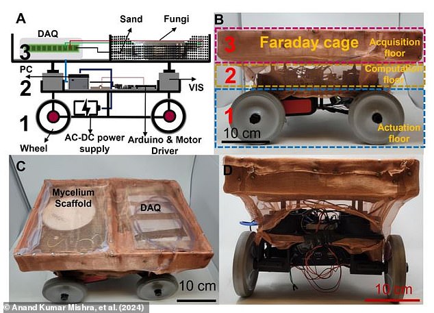 The researchers also created a wheeled robot which uses the mycelium control system to drive around and respond to light