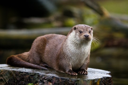 A river otter sits on a tree stub and stares straight ahead