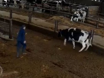 A worker races after an animal in the footage