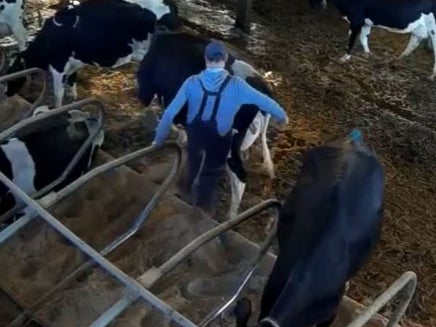 A worker kicks a cow