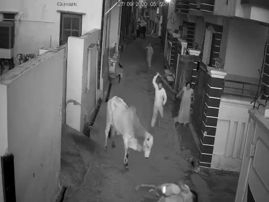 Grab from CCTV Footage supplied to Metro News Desk by Tahir Ibn Manzoor. Hero boy fights off enraged bull to save his Grandma By Tahir Ibn Manzoor A courageous young boy demonstrated remarkable bravery by rescuing his 70-year-old grandmother from a stray bull in a harrowing incident which unfolded in the town of Mahendragarh, Haryana An elderly woman named Angoori Devi was out for a morning stroll near her home in Mahendragarh when the unexpected attack took place. Without warning, she was violently knocked to the ground by a stray bull that had been lingering by the roadside. Upon witnessing the terrifying assault, Angoori Devi's grandson, Jatin, sprang into action to protect his grandmother. Despite being struck by the enraged animal, Jatin managed to successfully rescue his grandmother from further harm. As they attempted to escape, the bull charged at them once more, causing both Jatin and his grandmother to be thrown backwards. Nearby neighbours quickly rushed to their aid, wielding sticks in an effort to drive the aggressive bull away. Following the traumatic incident, both Jatin and his grandmother were promptly taken to the hospital to receive medical treatment for their injuries. Angoori Devi underwent surgery to have a rod inserted into her arm to address her fractured hand. Meanwhile, the locals hailed Jatin for his quick thinking. They believe the bravery displayed by Jatin in the face of danger serve as a testament to his heroic nature and unwavering dedication to protect his grandm