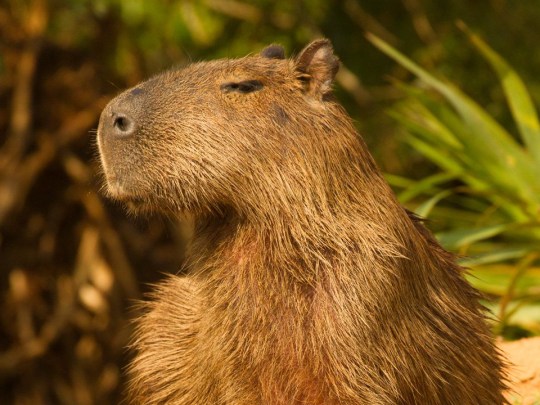 A capybara is seen looking in the distance dramatically 