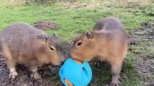 Cinnamon is seen playing with another capybara 