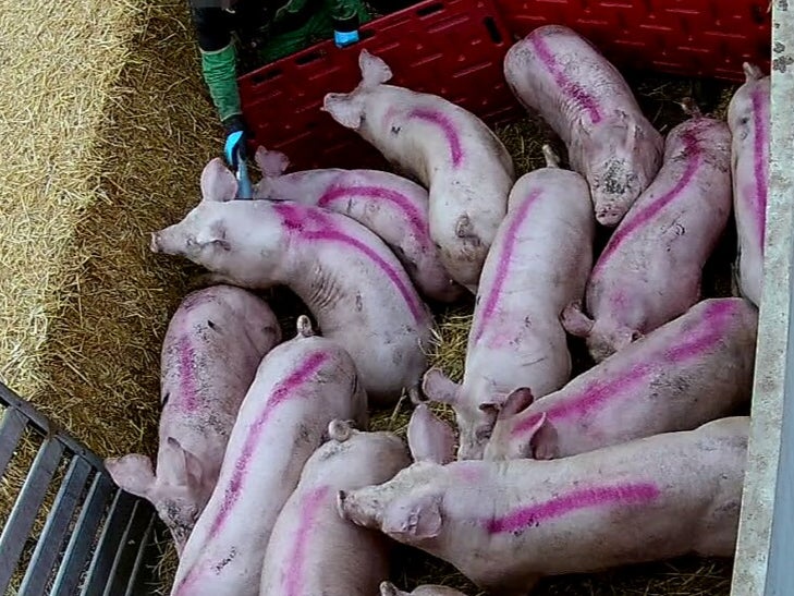 Piglets were given electric shocks, hit, kicked and thrown at one farm, activists said