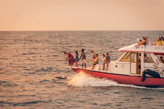 Sport dolphins on a sunset cruise