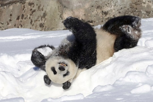 FILE - Male panda Hua Bao, named Pyry in Finnish, rolls in snow during the official opening of the Ahtari Zoo Snowpanda Resort in Ahtari, Finland, Saturday, March 3, 2018. (Tommi Anttonen/Lehtikuva via AP, File)