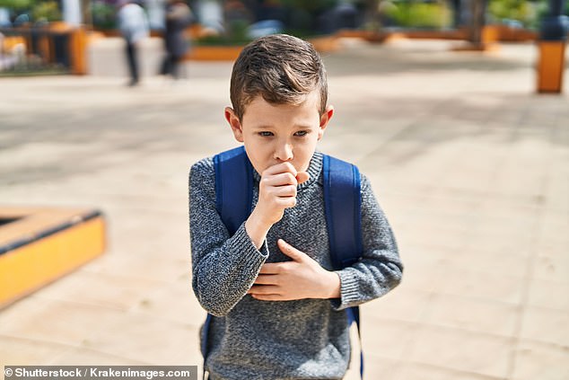 Pertussis spreads from person to person via droplets in the air from coughing or sneezing. Once in the body, the bacteria multiples and releases toxins into the respiratory system that cause tissues to swell, leading to the cough characteristic of the condition