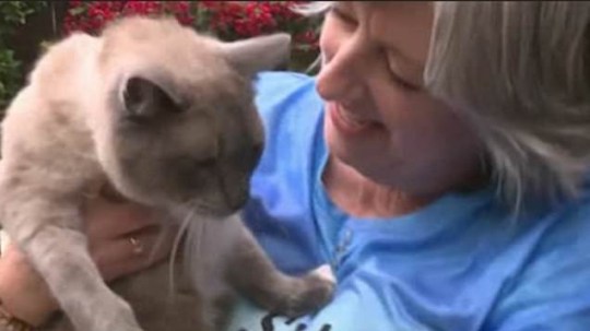 Cat who walked 800 miles pictured with owner.