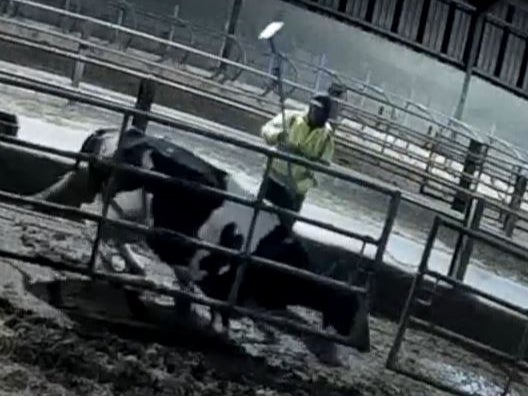 Workers hit cows with implements on long poles