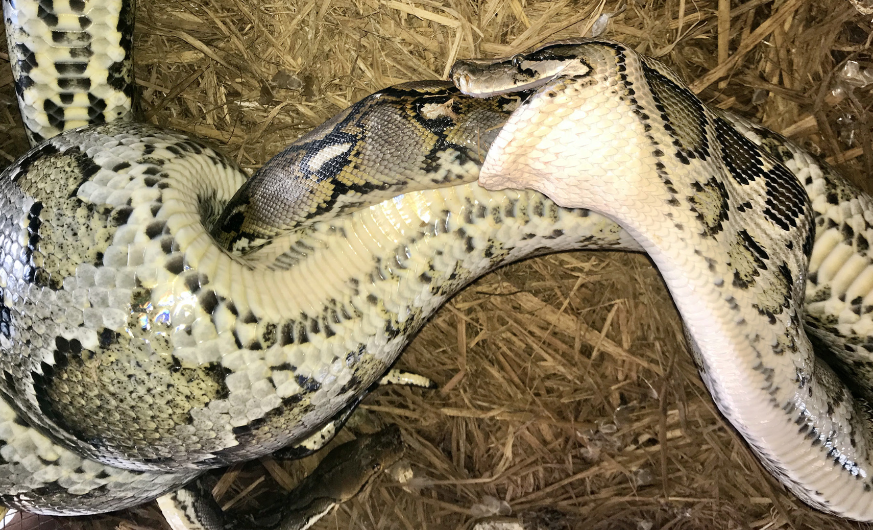 Burmese python eating larger reticulated python on Bangladesh wildlife farm