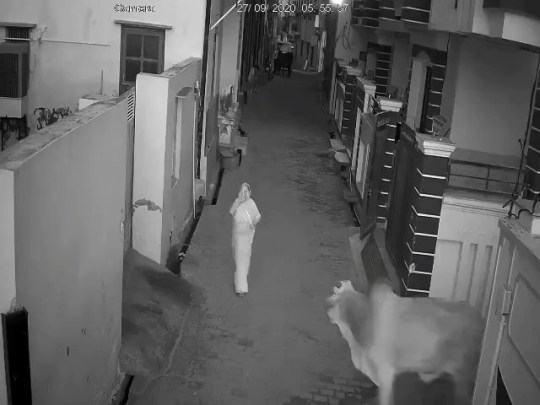 Angoori Devi walks down the street as the stray bull lurks on the corner of a building