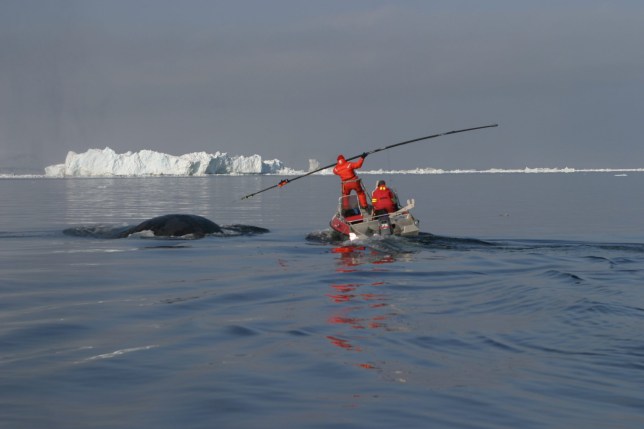 Bowhead whales are tagged in Disko Bay, West Greenland, to track their movements and diving behavior. (Photo: Mads Peter Heide-J?rgensen)