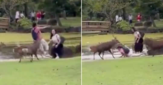 The moment a tourist is rammed to his backside by a pair of male deer near Osaka, Japan. 