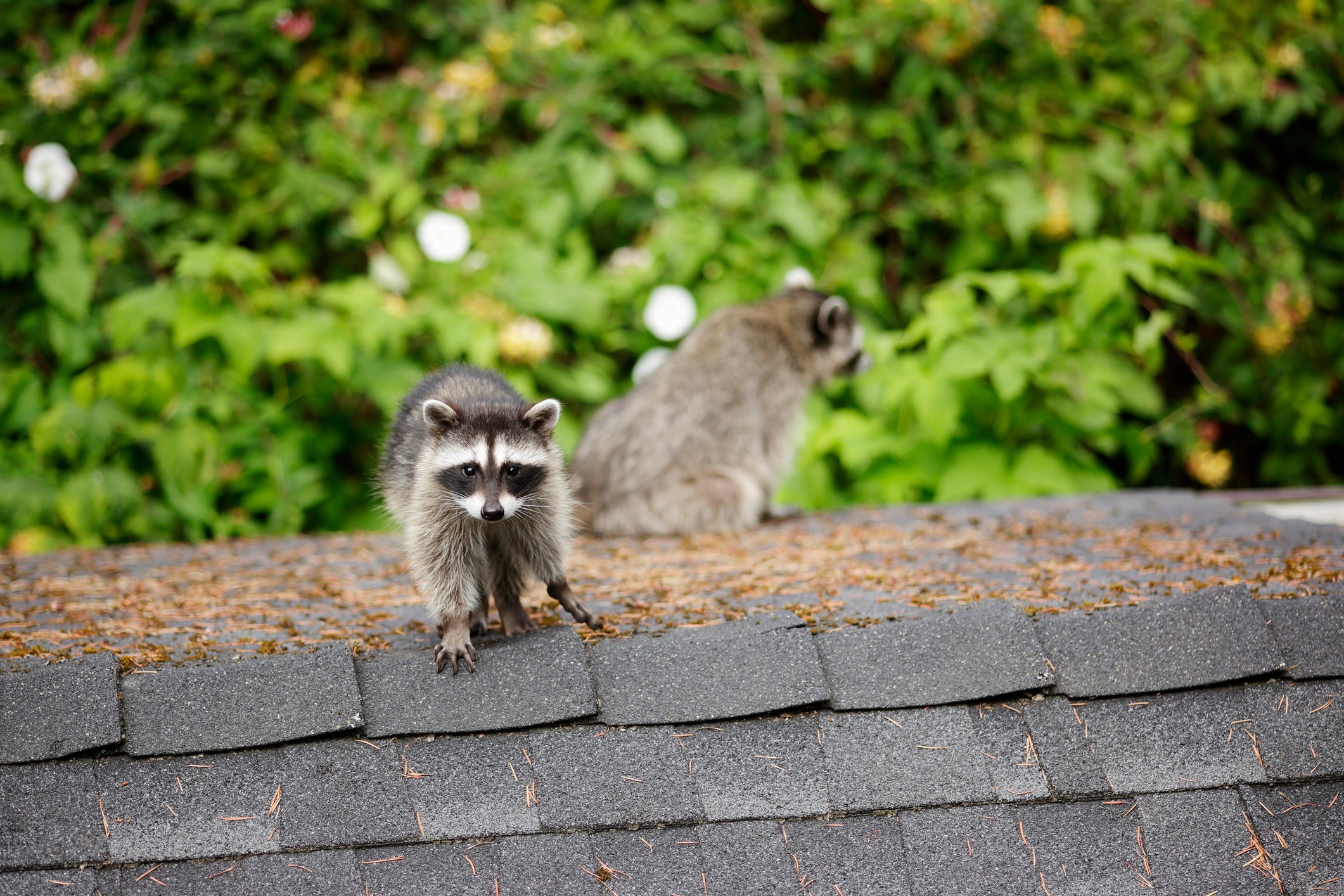 LA Public Health said discovery of cases is concerning because of the large number of raccoons living in close proximity to people