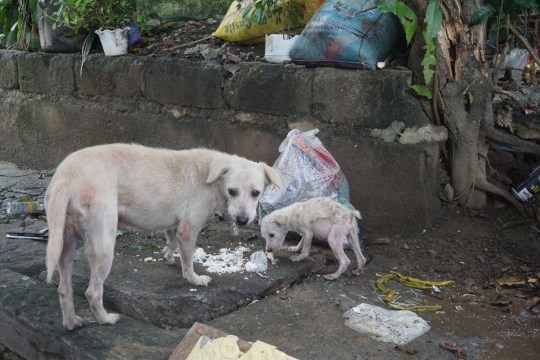 WEEKEND: Flooding caused by Super Typhoon Gaemi leaves countless dogs 'homeless, malnourished, suffering from worms and mange'