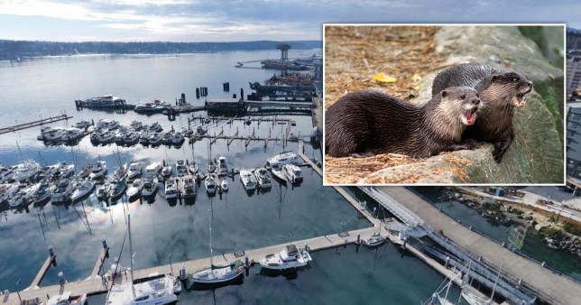 (L) An aerial view of Bremerton Marina shows boats docked along the waterfront. (R) Two river otters lay on the ground with their mouths open. 