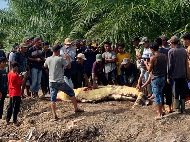 This is the horror moment a missing fisherman's head was found in the stomach of a crocodile in Indonesia. Yasmin, 68, told relatives he was going fishing in a river in the Rokan Hilir Regency of Riau province on September 19 morning. However, the family grew worried when night fell and he still had not returned home. Senior Assistant Commissioner Isa Imam Syahroni, Rokan Hilir Police Chief, said the locals launched a search in the areas where Yasmin usually fished.??????PACKAGE: Video, pictures, text