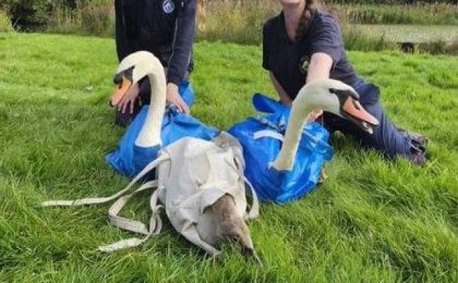 Swans stoned to death by children at park in ?shocking? act of cruelty