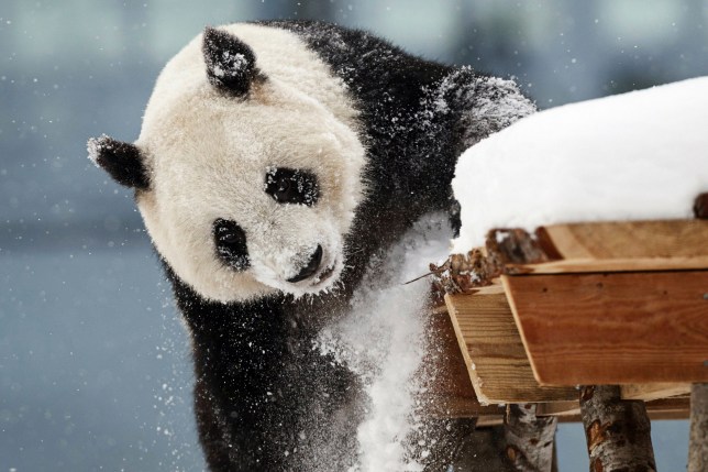 FILE - Female panda Jin Bao Bao, named Lumi in Finnish, plays in the snow on the opening day of the Snowpanda Resort in Ahtari Zoo, in Ahtari, Finland, Saturday Feb. 17, 2018. (Roni Rekomaa/Lehtikuva via AP), File)