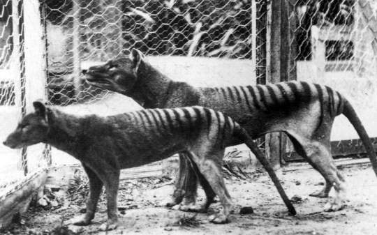 Tasmanian tigers in a cage 