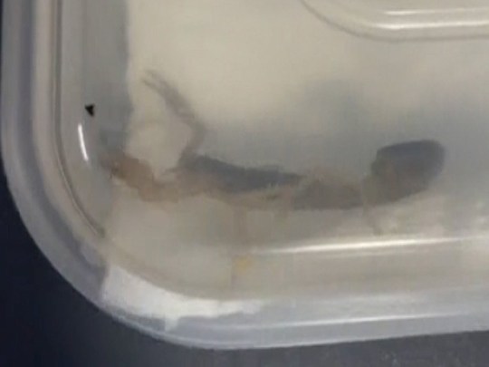 A scorpion trapped in tupperware with a clear lid.