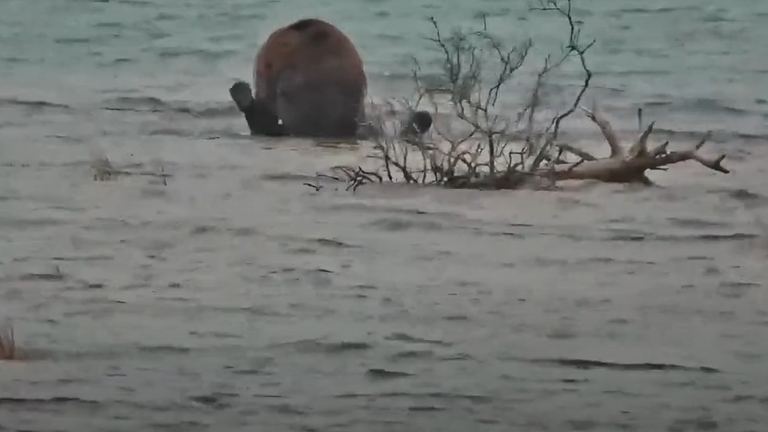 The bears after the fight in a river