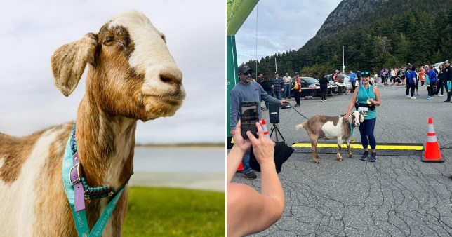 (L) Mr Joshua the goat stands with a medal around his neck. (R) A goat stands next to a marathon runner holding her medal while the animal's owner holds its leash.