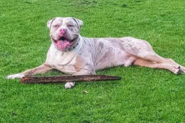 Bruno smiles while sitting with a stick 