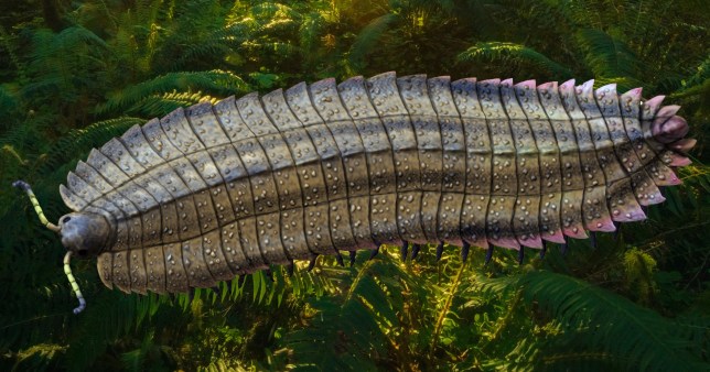 The arthropod hid in forests near close to the equator millions of years ago (Picture: Getty)