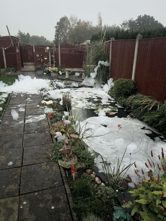 PIC FROM KENNEDY NEWS AND MEDIA (PICTURED: CHRISTINE'S GARDEN WHEN SHE WOKE UP TO FIND IT COVERED IN FOAM) A gran is considering MOVING HOUSE after discovering 28 of her beloved fish worth ??25,000 floating lifeless in her garden pond - 'deliberately poisoned by local she'd rowed with'. Christine Whiteley, who 'knew each fish down to its last scale' was horrified when she woke up and discovered her pond covered in a white foam, believed to be detergent deliberately poured in. The 70-year-old rushed into her garden at 7am on October 25th and said 'panic stations' ensued as she frantically scooped the Koi carp out of the pond and hosed them in clean water. DISCLAIMER: While Kennedy News and Media uses its best endeavours to establish the copyright and authenticity of all pictures supplied, it accepts no liability for any damage, loss or legal action caused by the use of images supplied and the publication of images is solely at your discretion. SEE KENNEDY NEWS COPY - 0161 697 4266