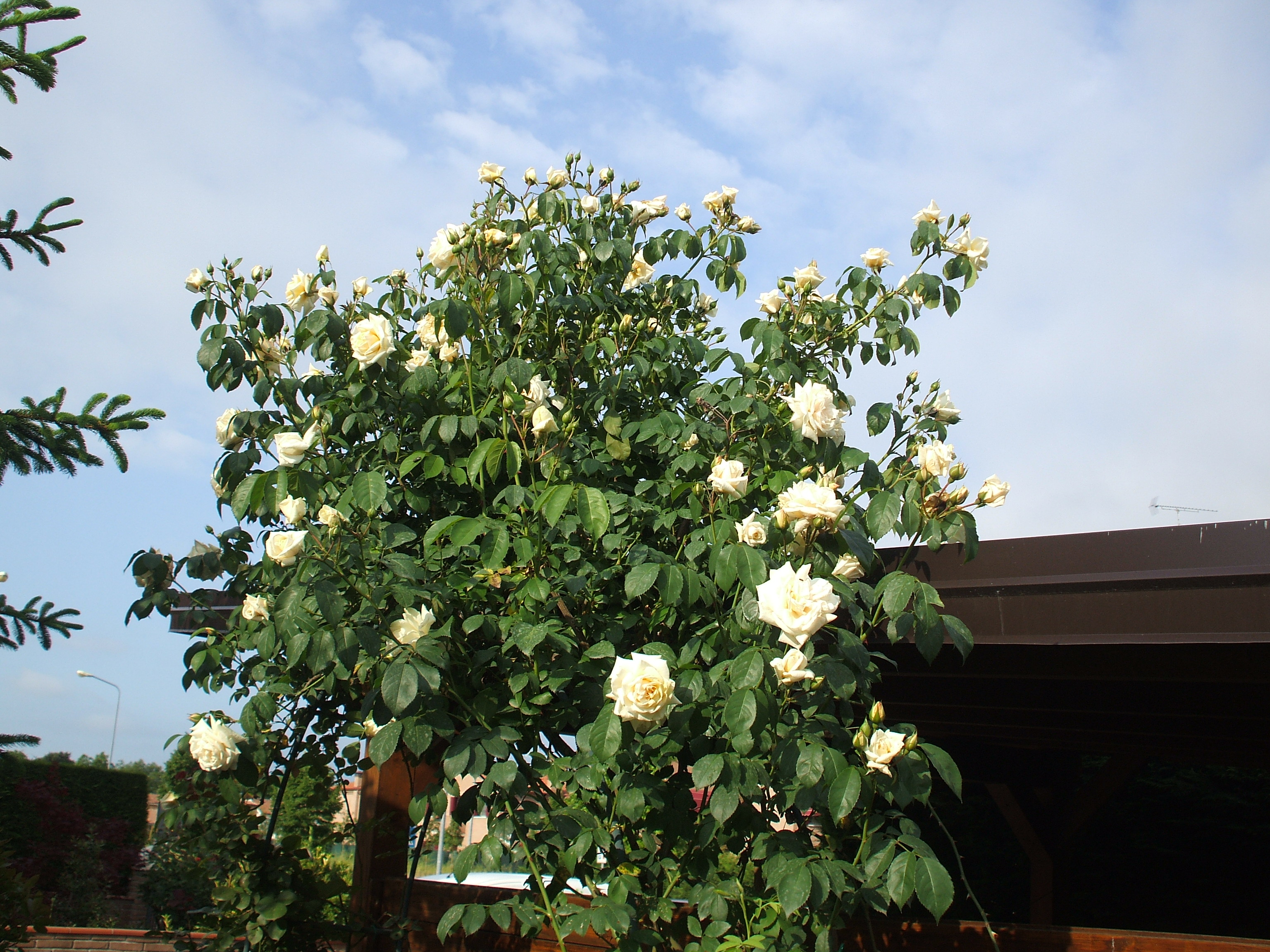 Rosaio bianco rampicante