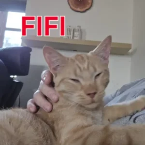 Fifi