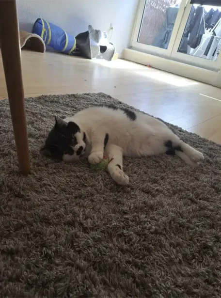 Freddie 6