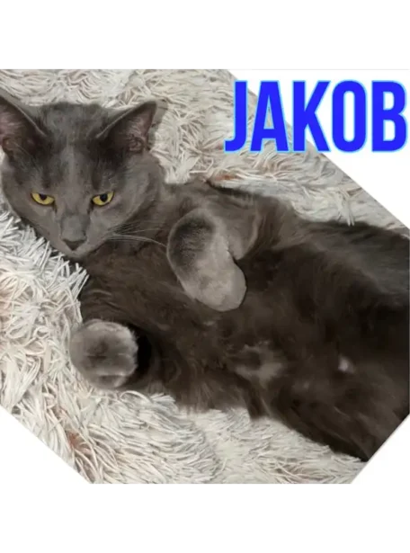Jacob 4