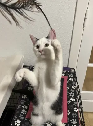 Junior