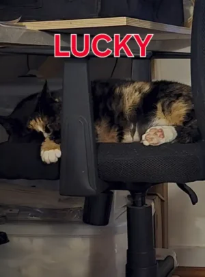 Lucky