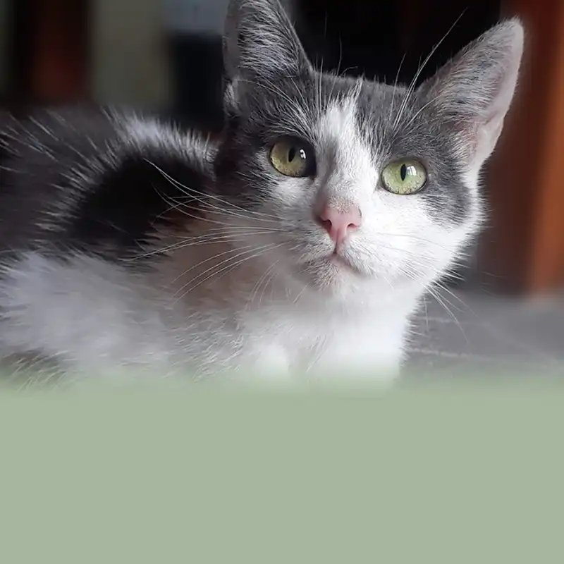 NiLiv Skabelon Bokse Forside 800x800pixel Adoption NY (1) Adopter en hjemløs kat - Ni-Liv - Forside