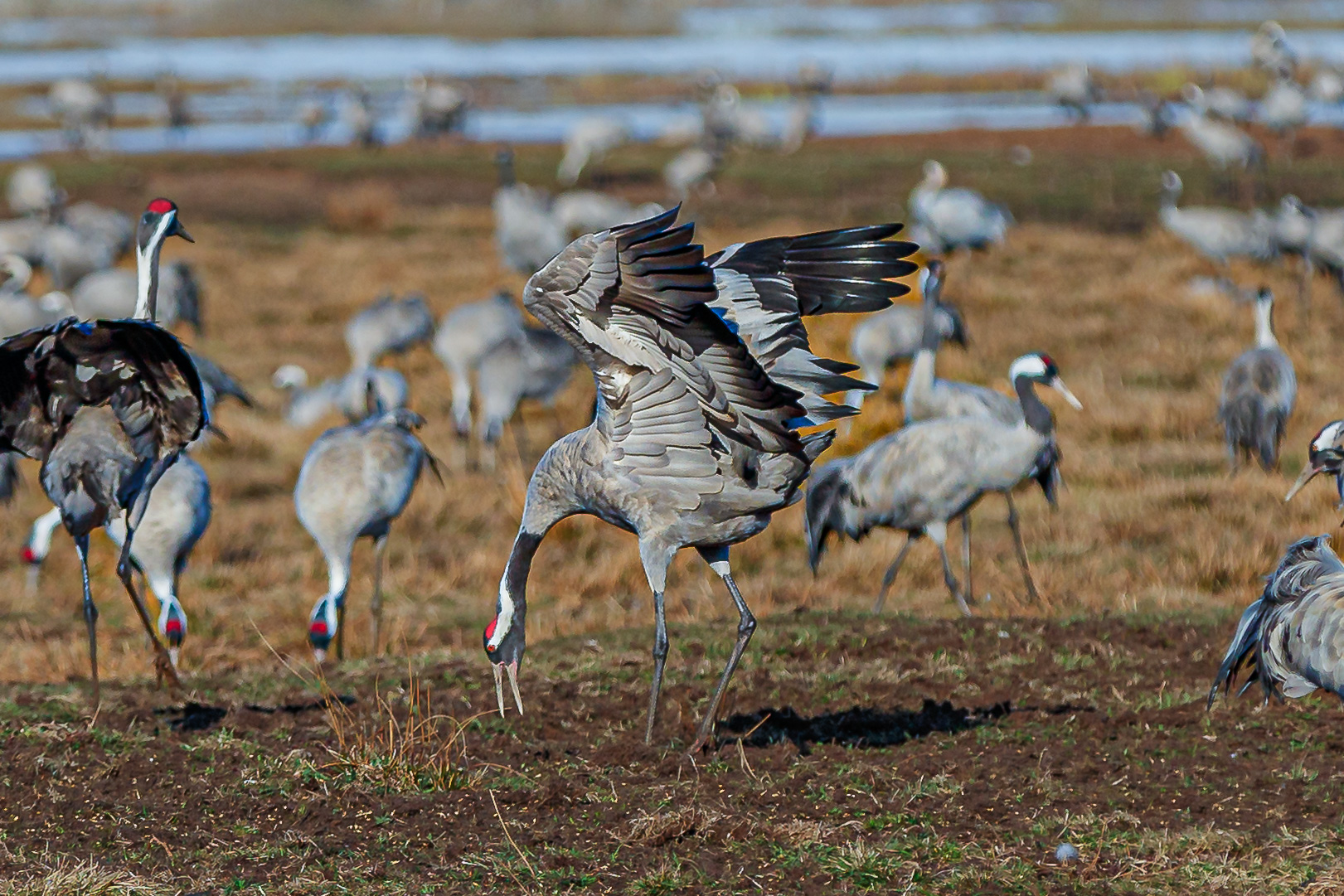 Cranes, Lake Hornborga