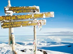 Bestigning af Kilimanjaro