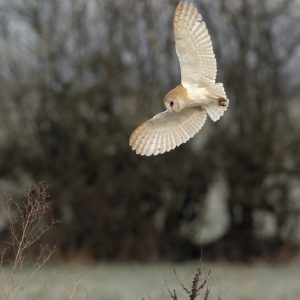 Barn Owl Hovering