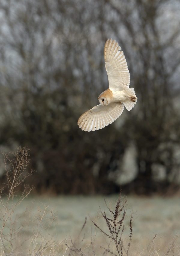 Barn Owl Hovering