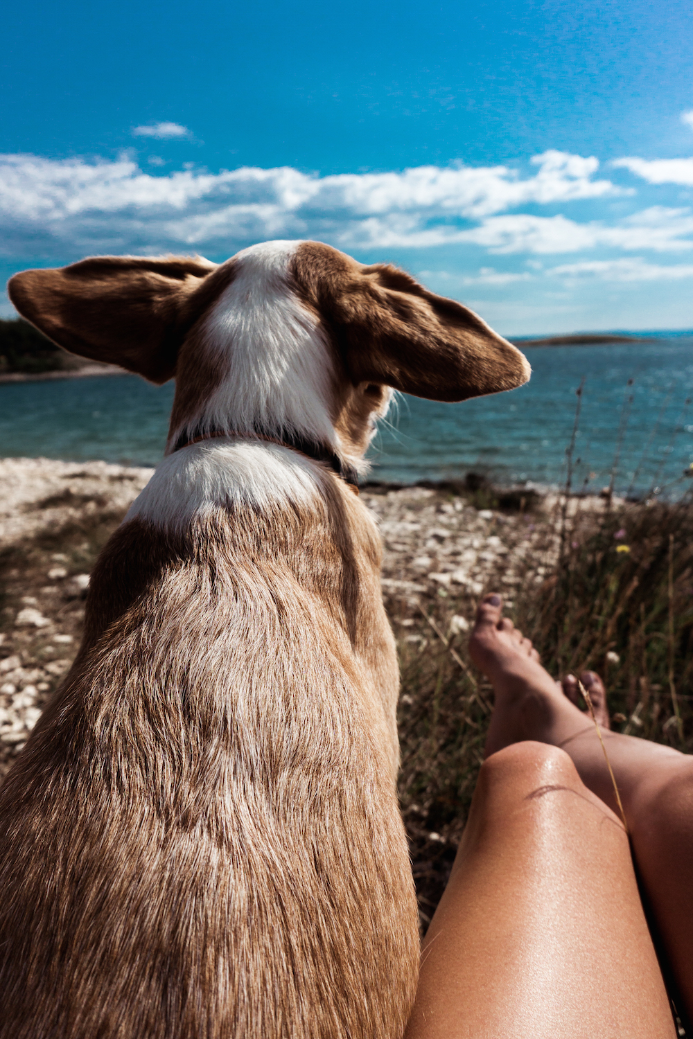 Alleine verreisen mit Hund