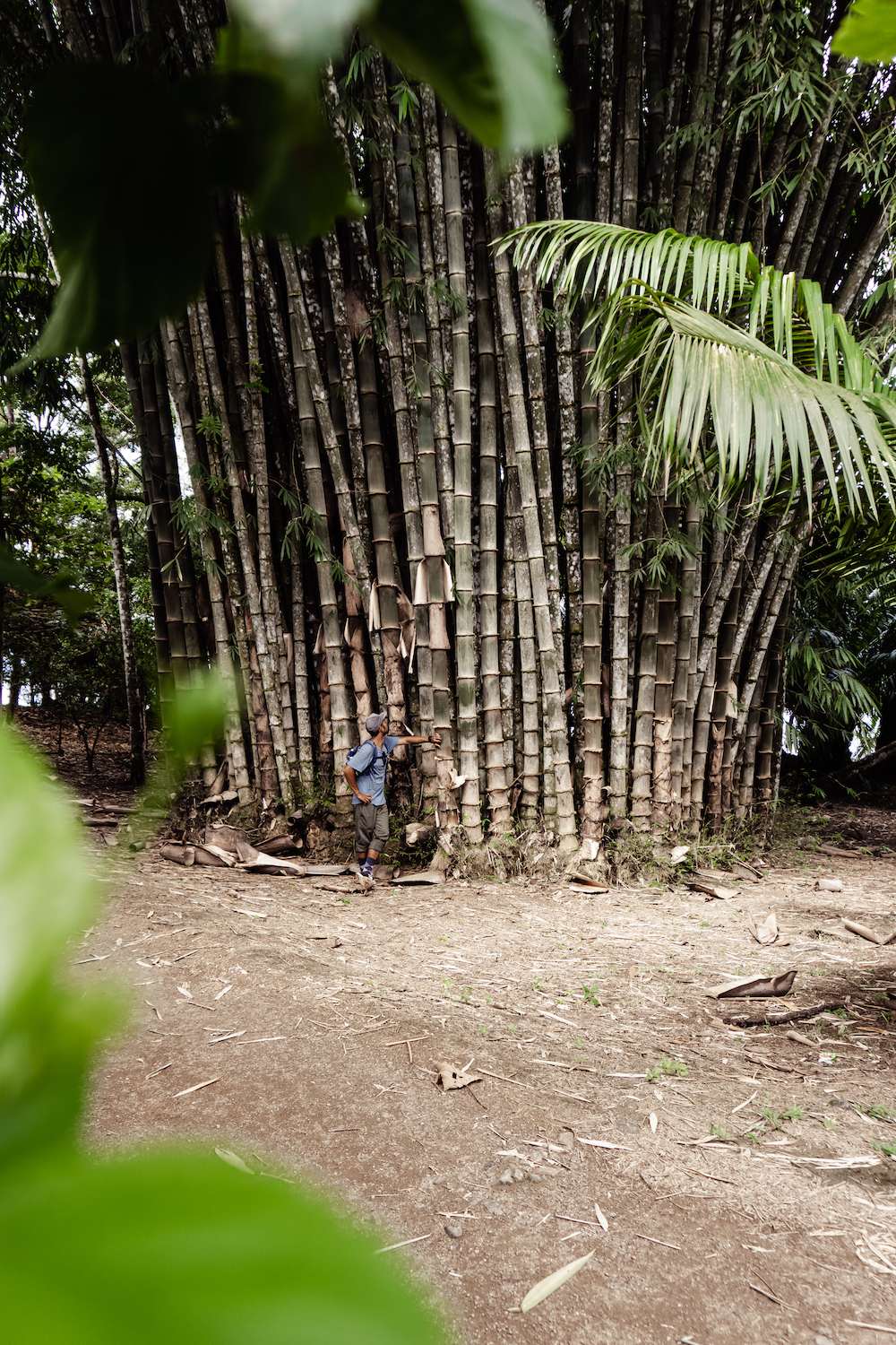 Die Pazifikküste Costa Rica's rauf und runter - Riesiger Bambus Corcovado