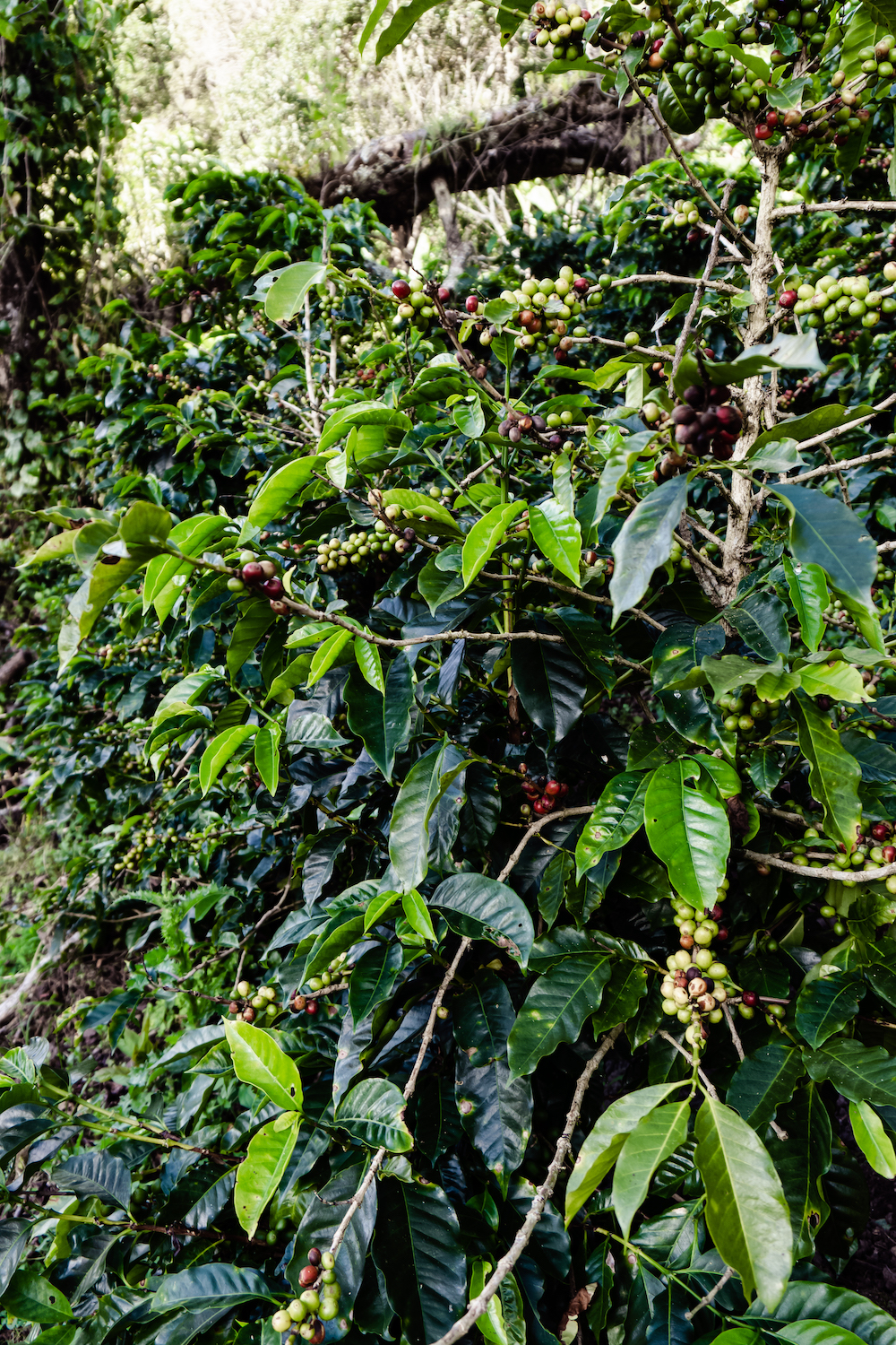 Eine Woche in Costa Rica - Coffee 