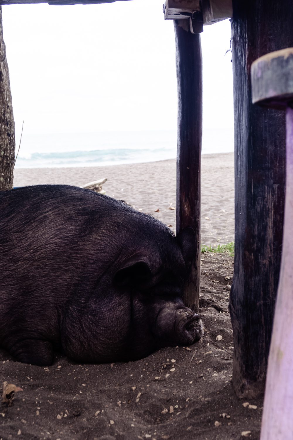 Playa Hermosa Schweinchen am Strand