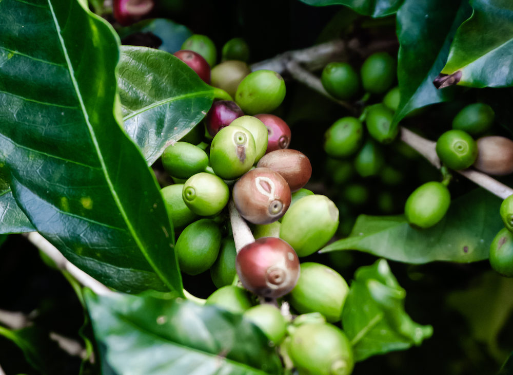 Zu Gast auf der Kaffeefarm von J Hornig Kaffee - Kaffee und der Anbau in Costa Rica 